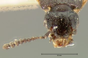 Media type: image;   Entomology 6557 Aspect: head dorsal view